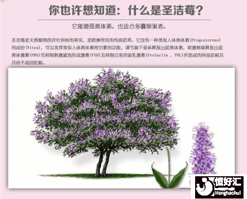 圣潔莓的作用雖好，但這3點卻要好好把握！