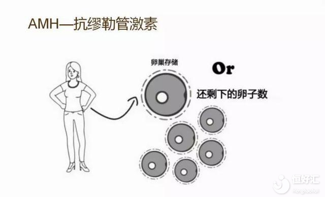 卵巢早衰試管嬰兒成功率高嗎？醫(yī)生：得評估卵巢功能！