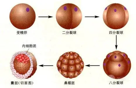 低級(jí)別囊胚移植為何會(huì)影響妊娠率?該如何改善試管成功率？